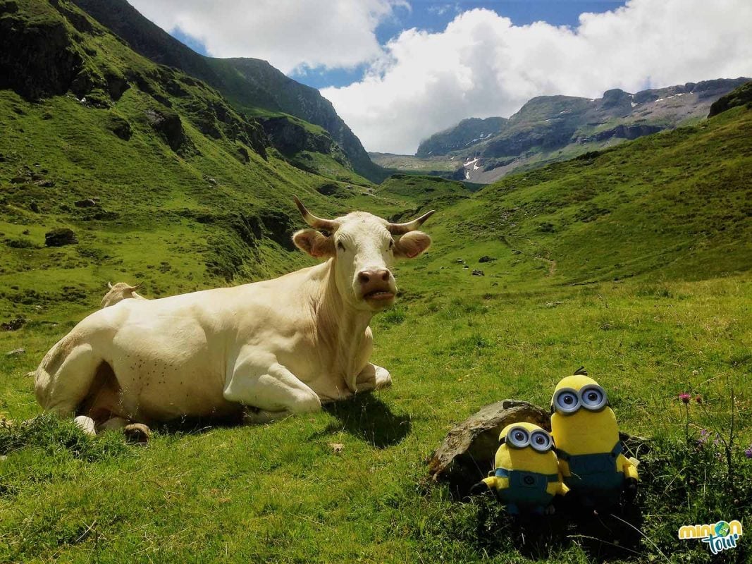 Una vaca muy salada en Piau Engaly