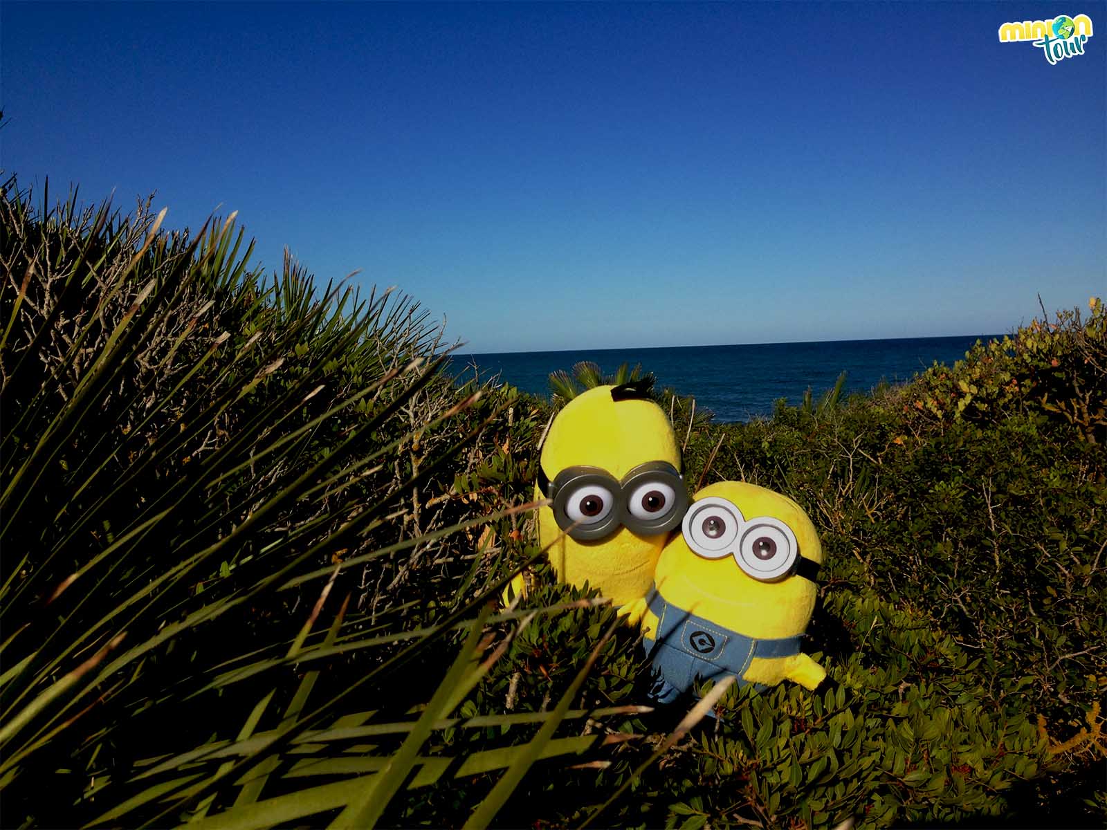 2 Minions buscando una playa desierta