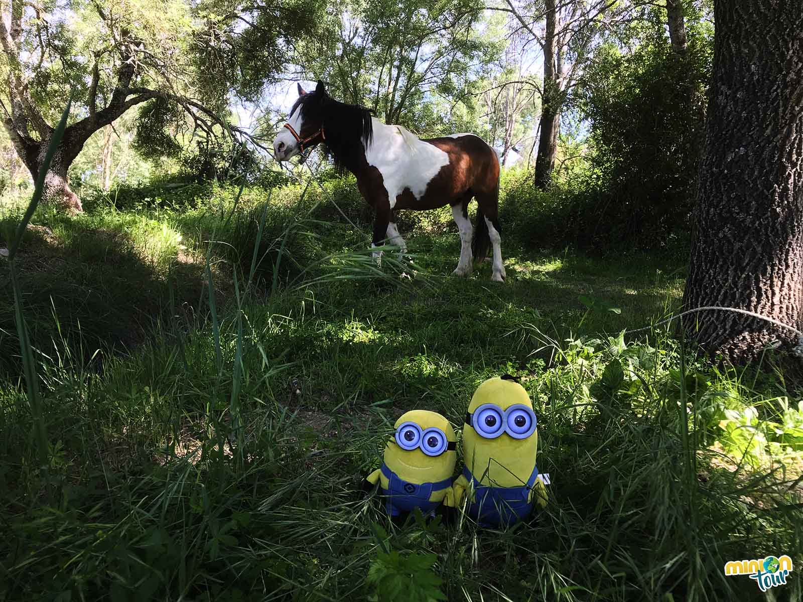 Un caballo y 2 Minions en Escalona