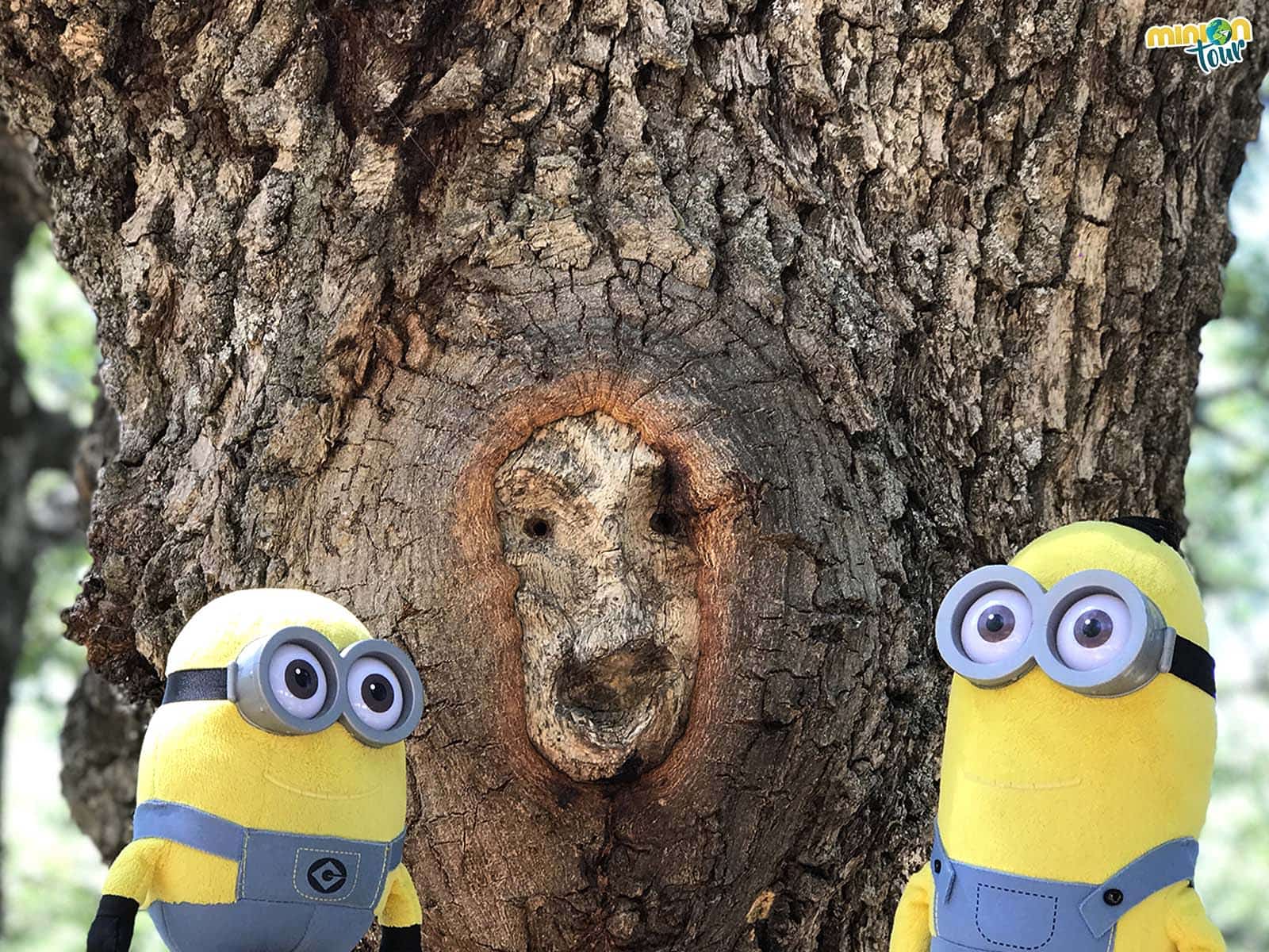Una cara en un árbol