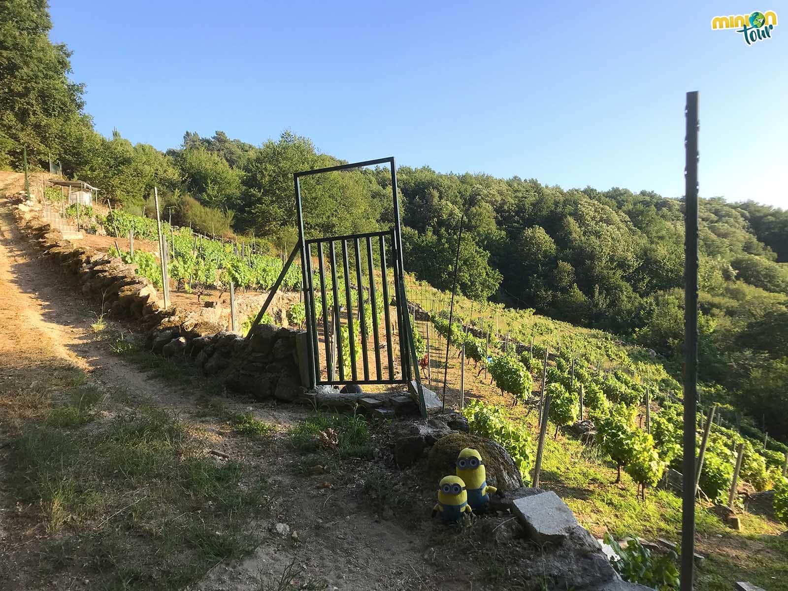 Viñas cerca del monasterio