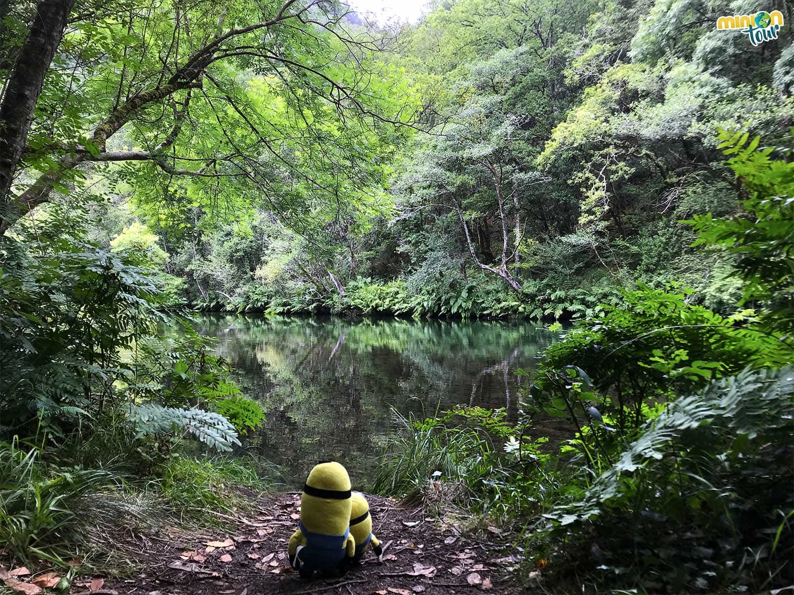 Los paisajes de las Fragas do Eume son preciosos