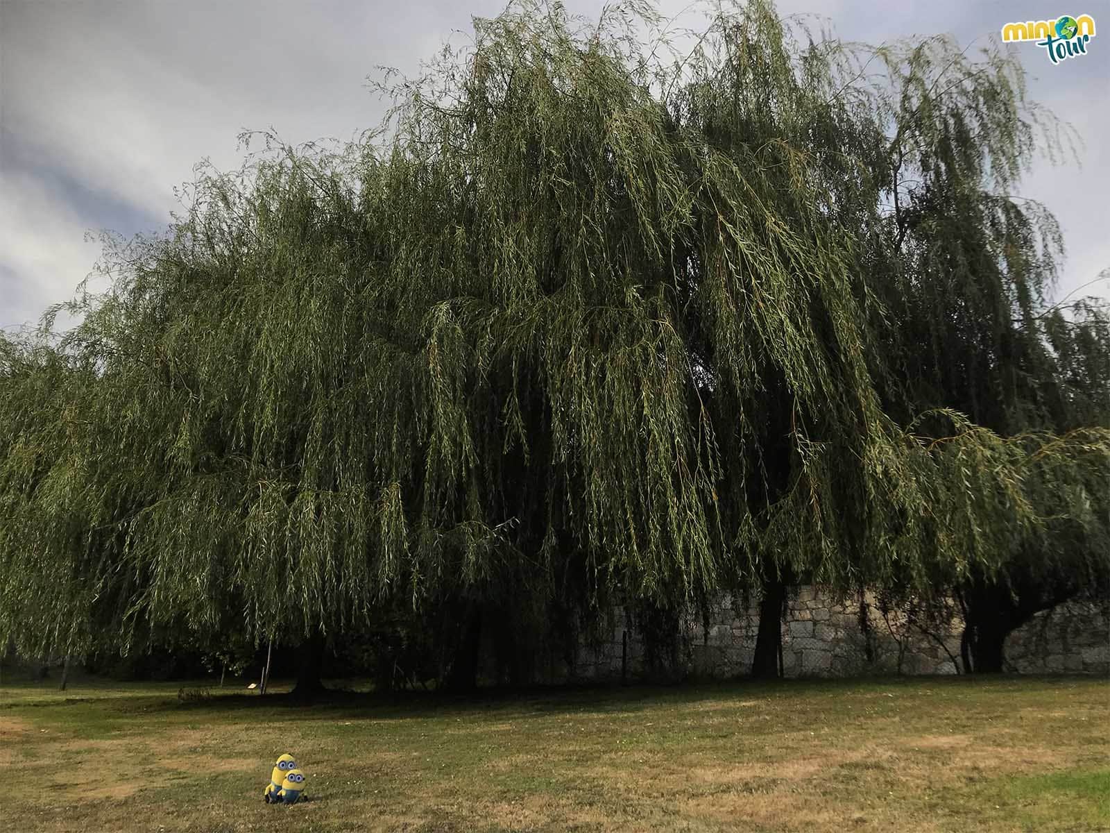 Sauce llorón en los alrededores del pazo