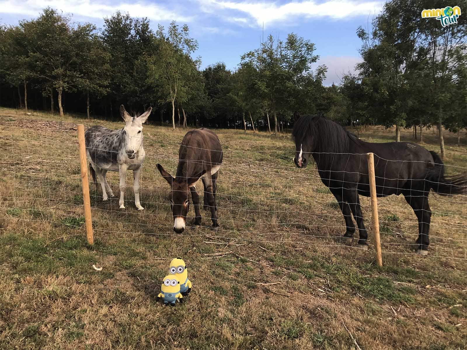 Amiguitos nuevos