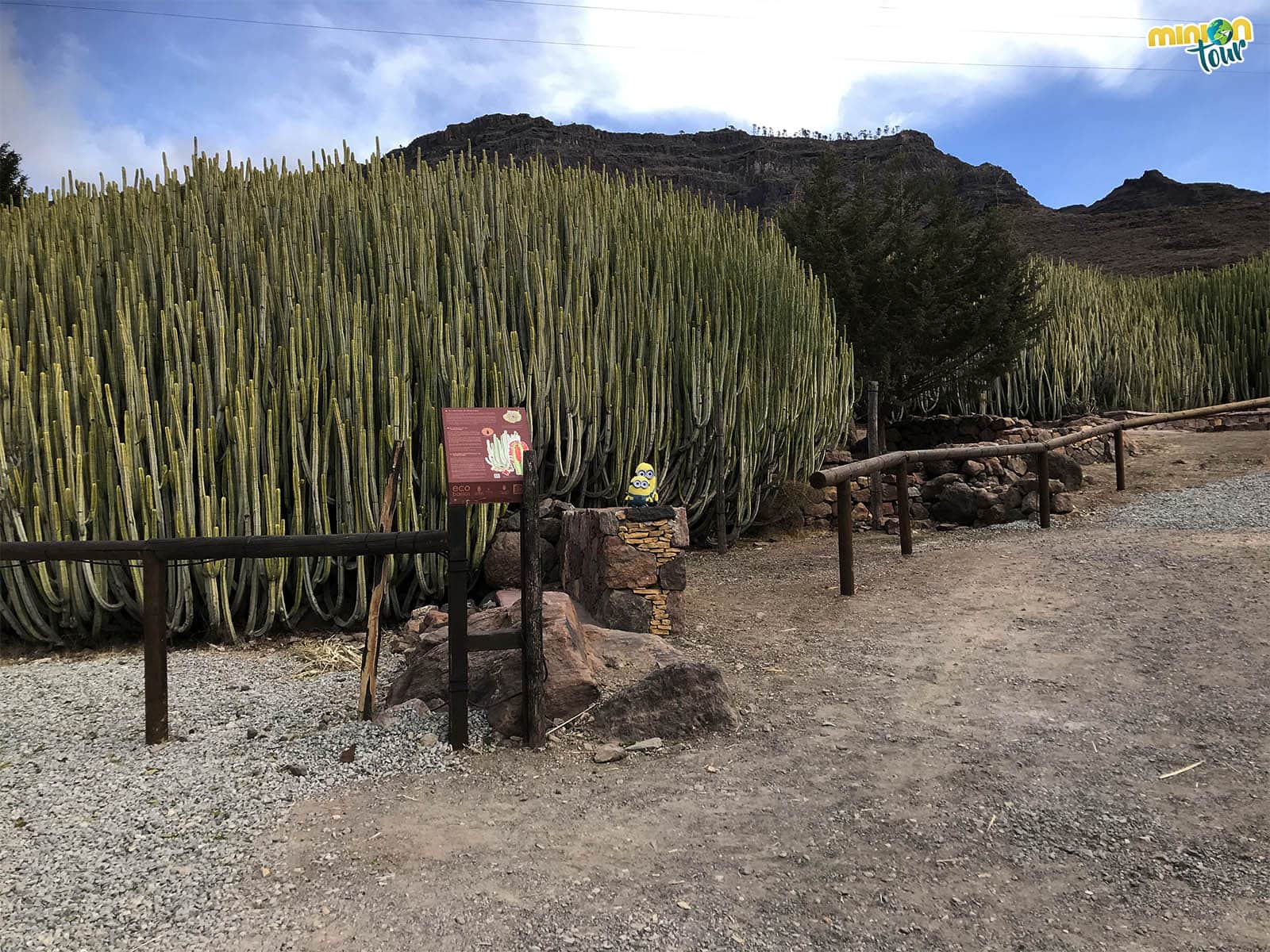 Cardones en el Cardonal de Veneguera