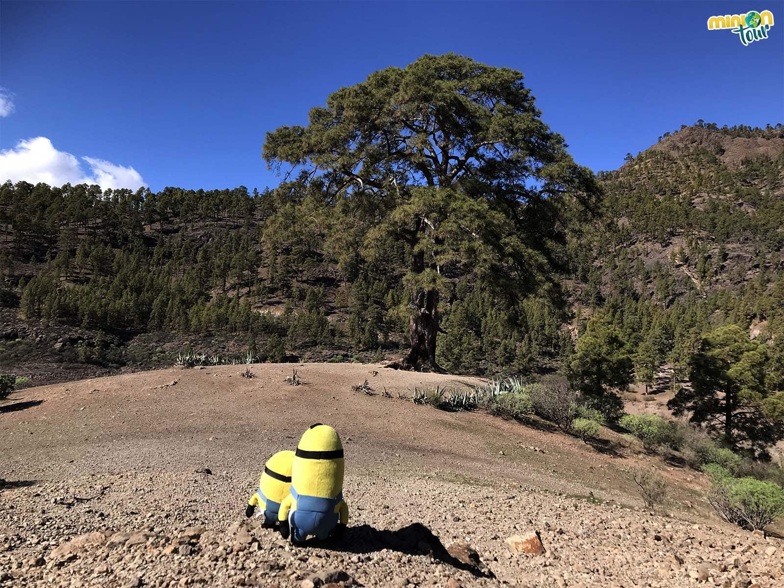 Árbol de Kasandra en la Presa de las Niñas