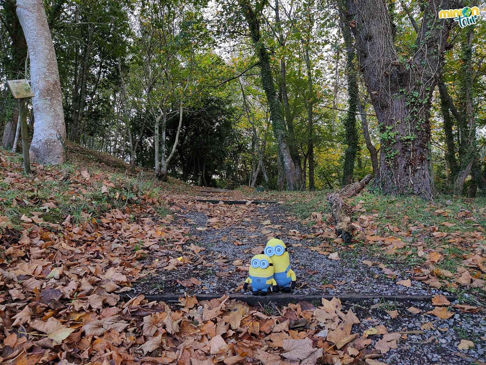 Vamos a meternos en el bosque para saludar a sus arbolitos