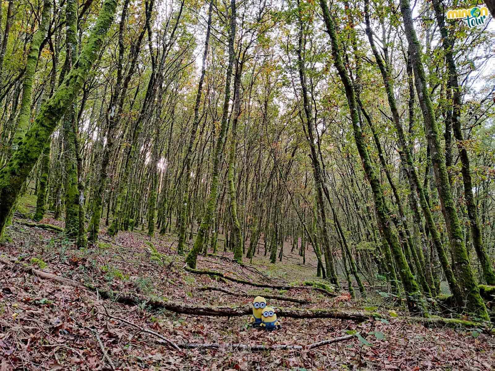 Vamos en la búsqueda del Dolmen de Leira Rapada, una de las cosas que ver en Vilatán