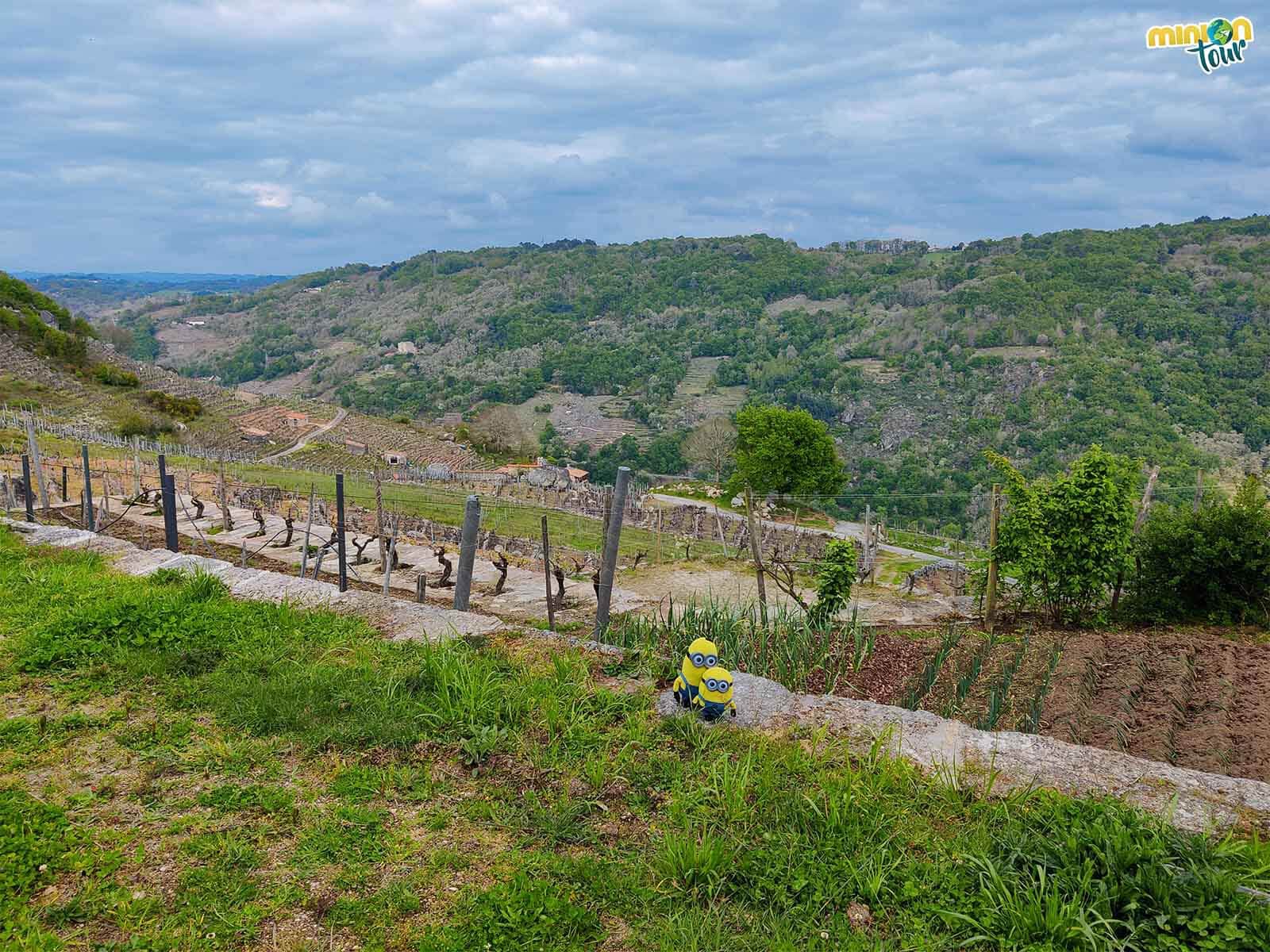 Los viñedos de la Ribeira Sacra de camino a Finca Scintilla