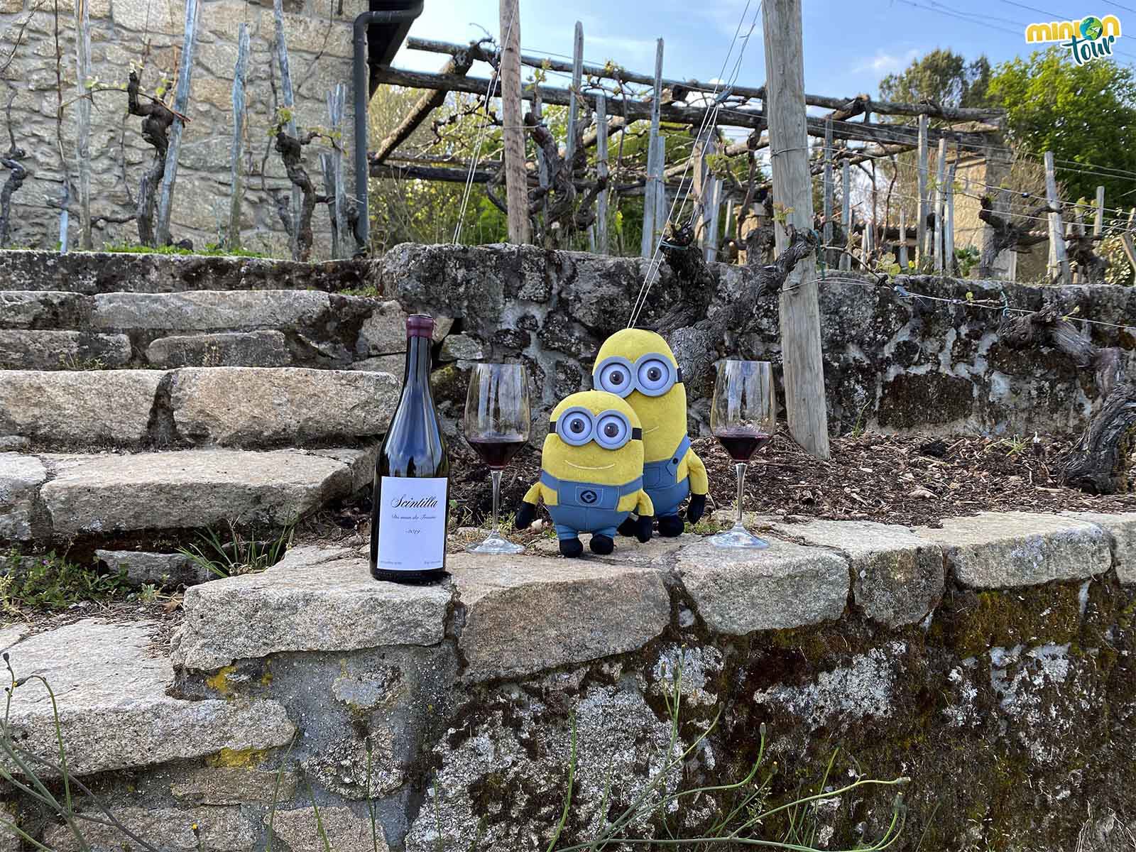 Visita a Finca Scintilla, una experiencia en una bodega de la Ribeira Sacra que va más allá del vino