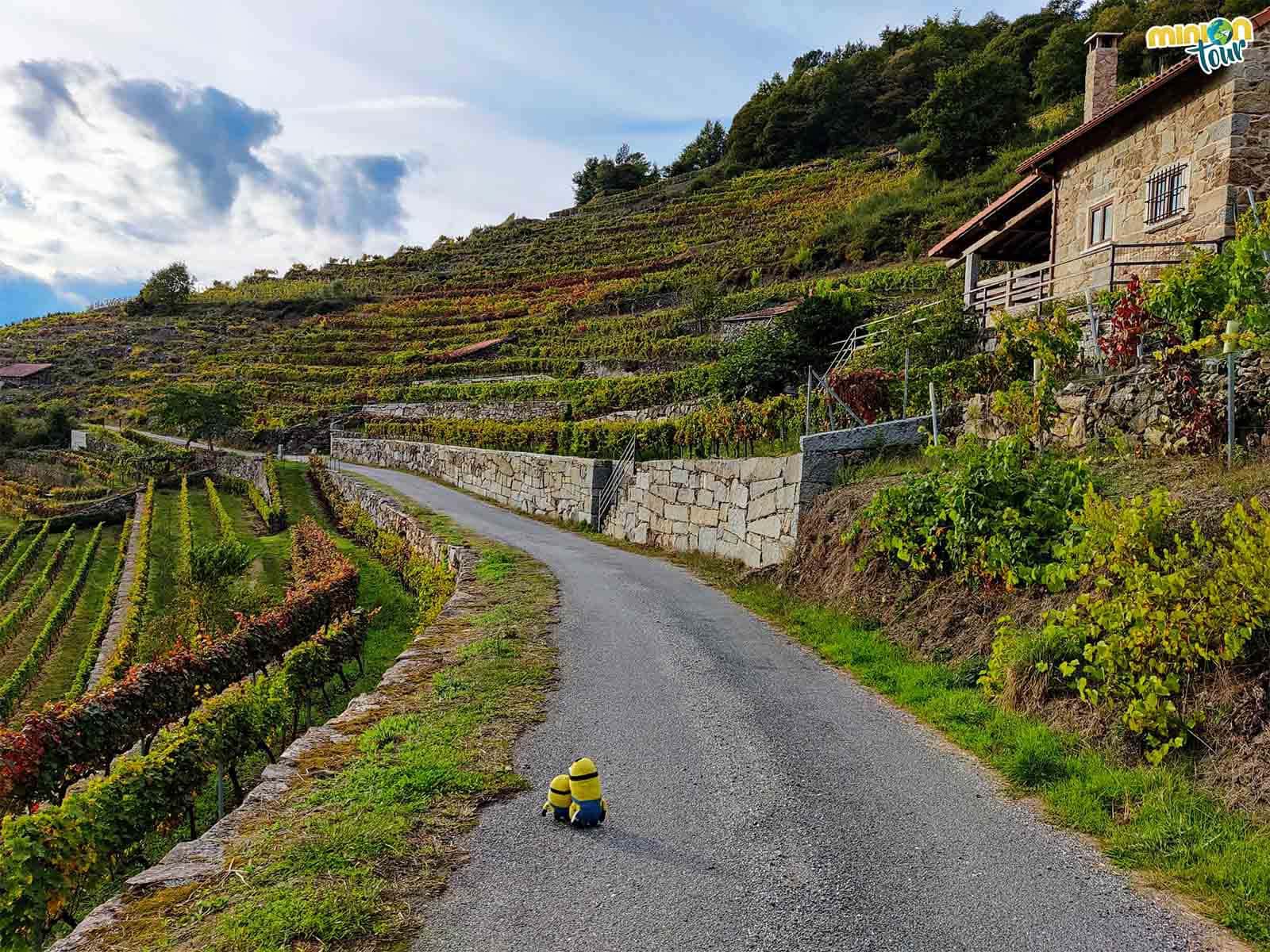 Los viñedos de la Ribeira Sacra nos acompañan para llegar al Mirador do Cabo do Mundo