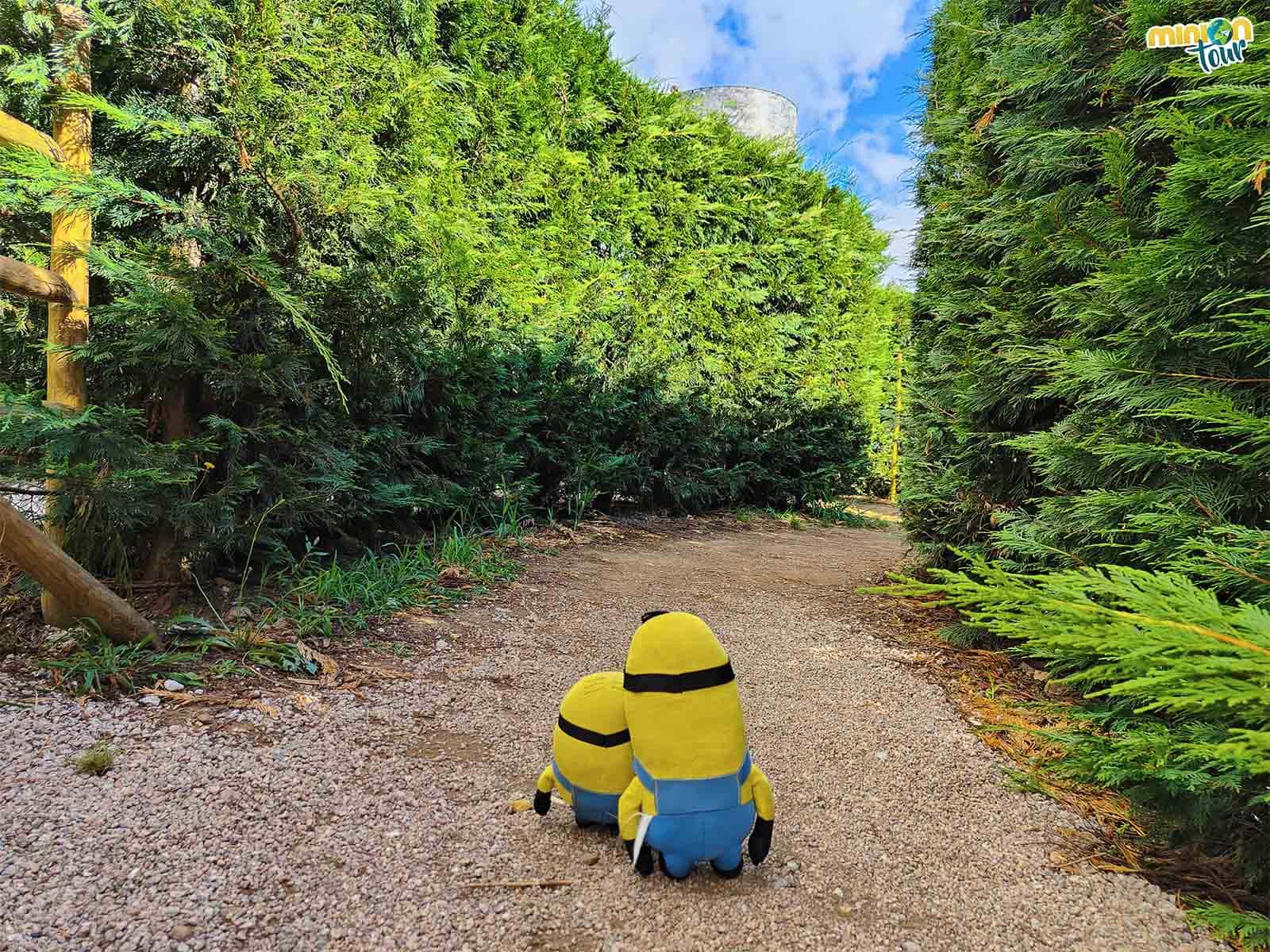 Vamos a adentrarnos en un bosque mágico