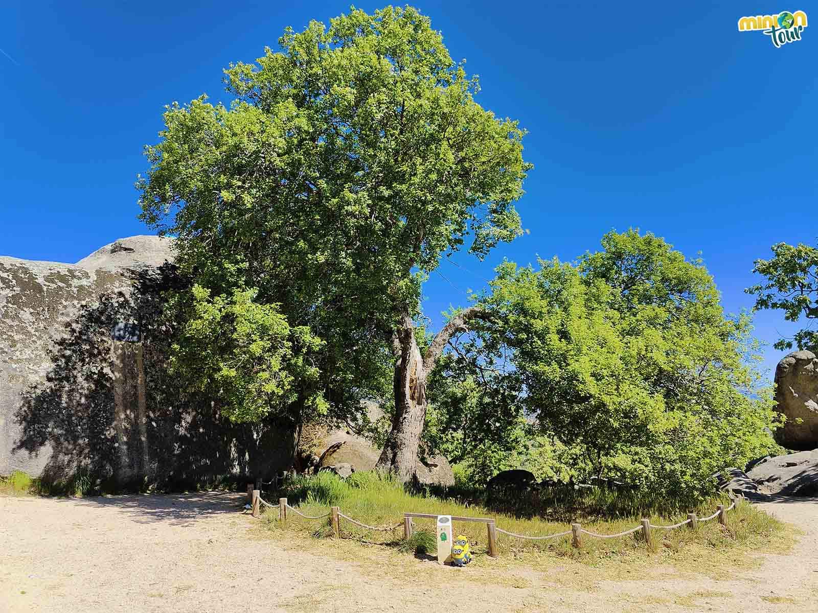 Otra cosa chula que ver en San Lorenzo de El Escorial son sus árboles singulares