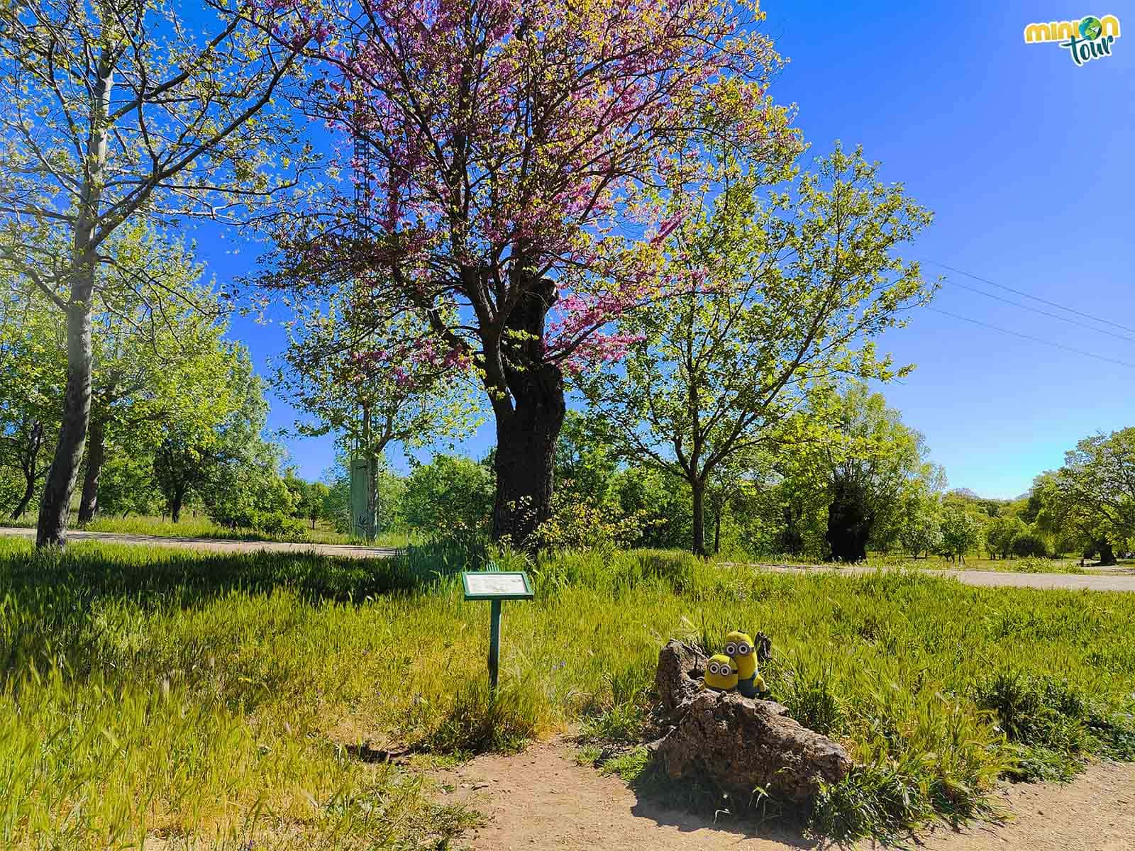 Hemos encontrado al árbol del amor