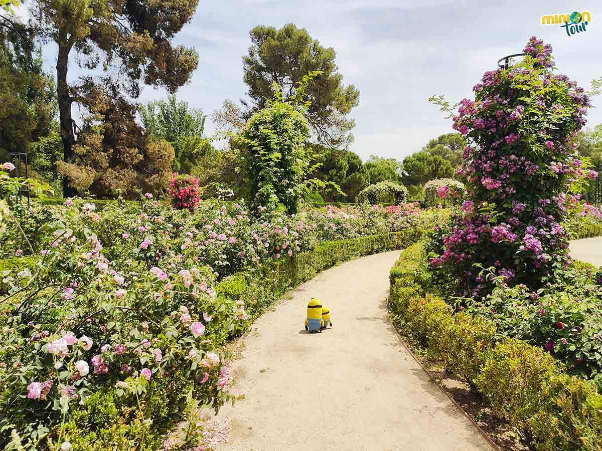 Estamos de visita a la Rosaleda de El Retiro