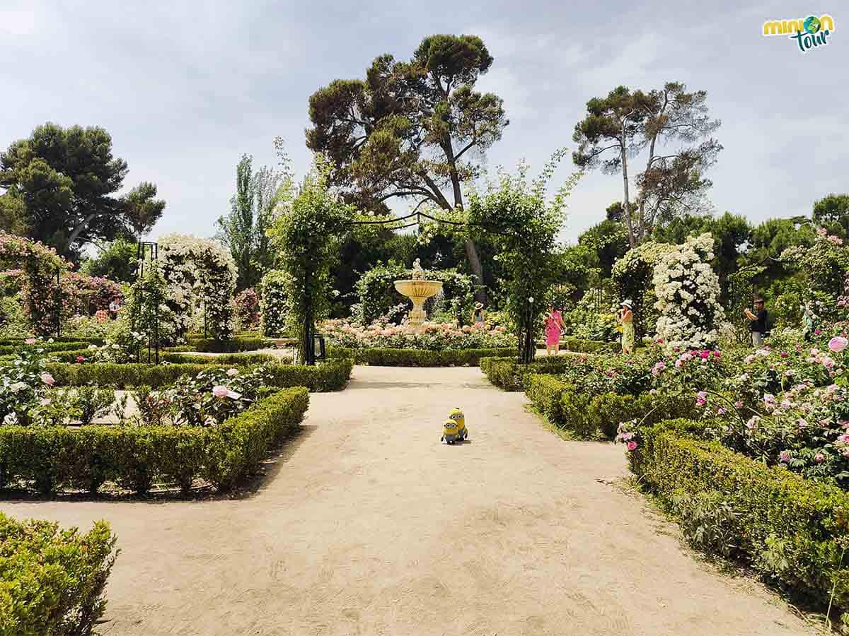 Estamos rodeados de rosas en el centro de Madrid