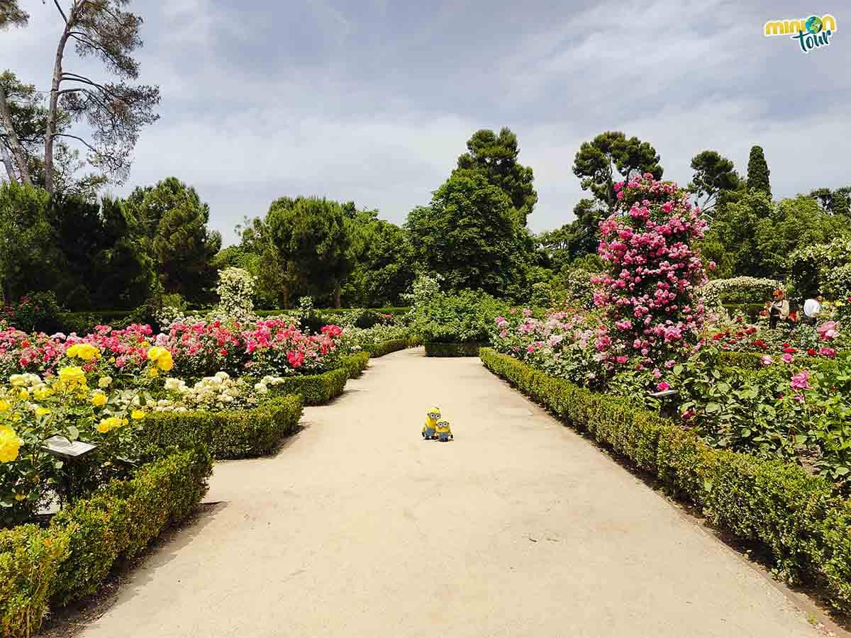 La Rosaleda de El Retiro es una pasada