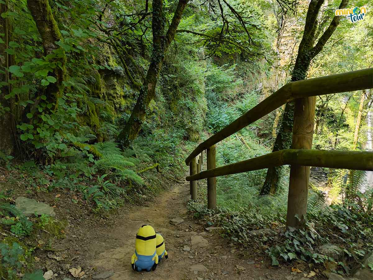 La Seimeira de Vilagocende está en un bosque chulo
