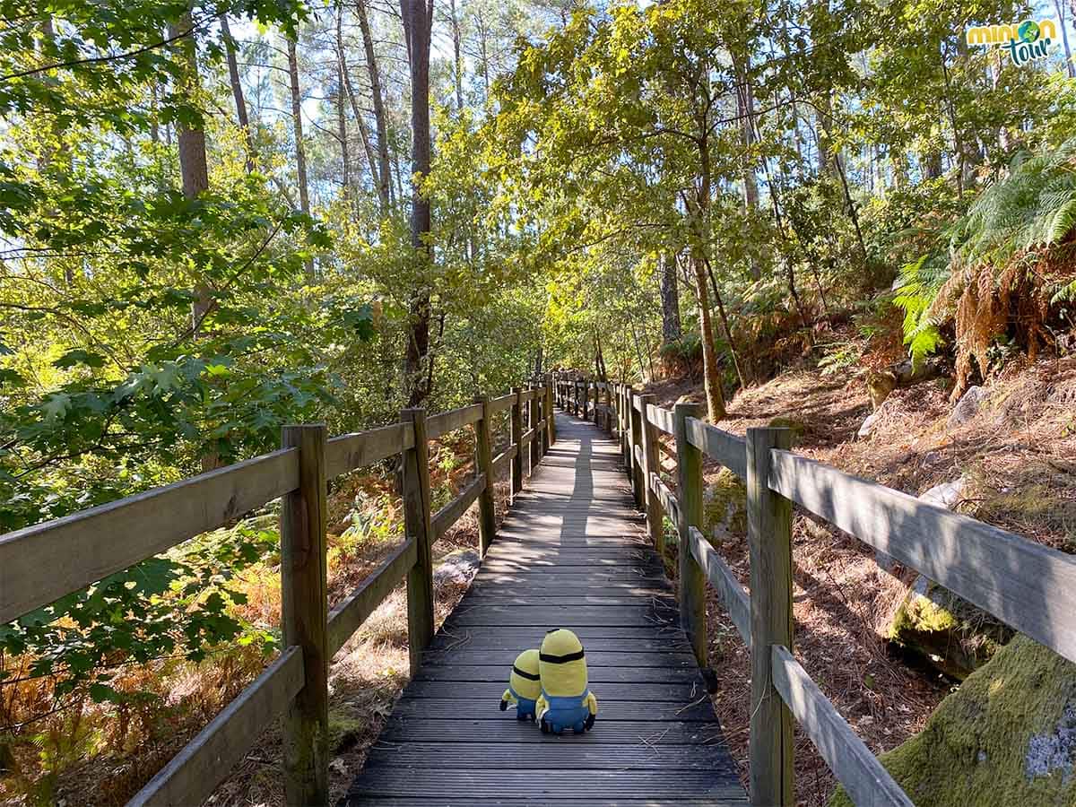 Minions en el Caminho Minhoto Ribeiro