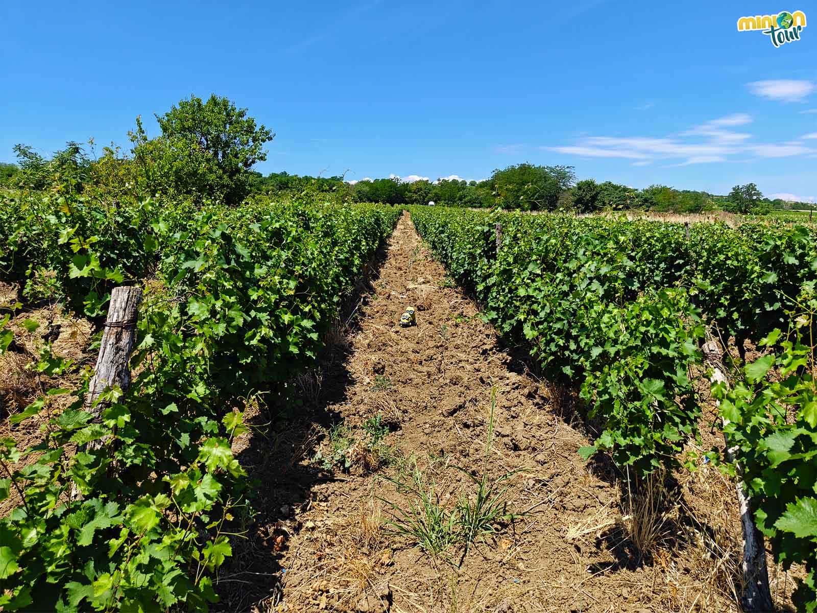 Visita a la bodega Arabeska Winery, la experiencia que no te puedes perder en Macedonia del Norte