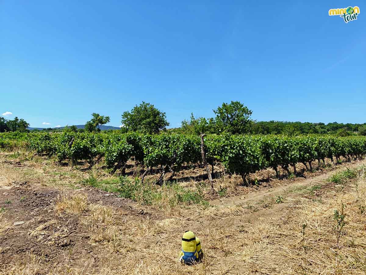 De este viñedo salen los vinos que hemos probado