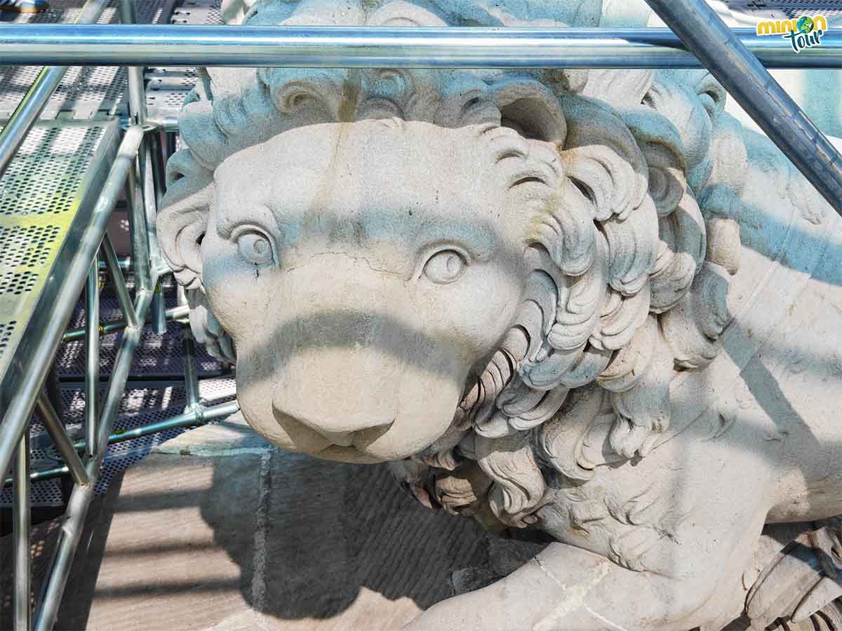 Este león tiene una herida en la patita