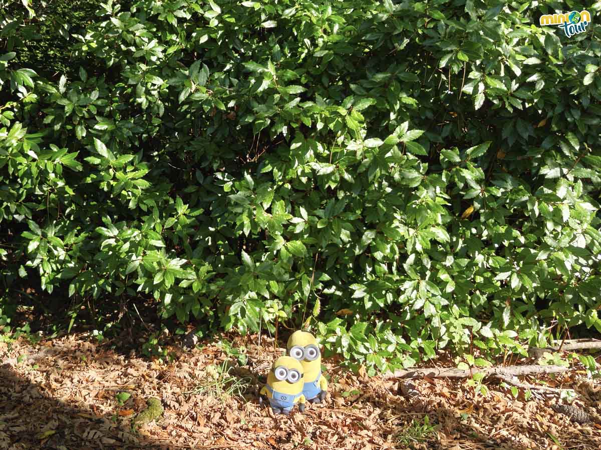 Cortegada tiene un bosque de laurisilva muy importante