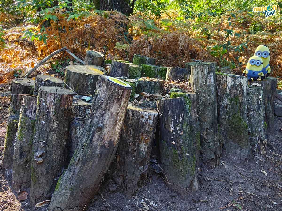 Estos troncos de madera son muy importantes para los bichitos