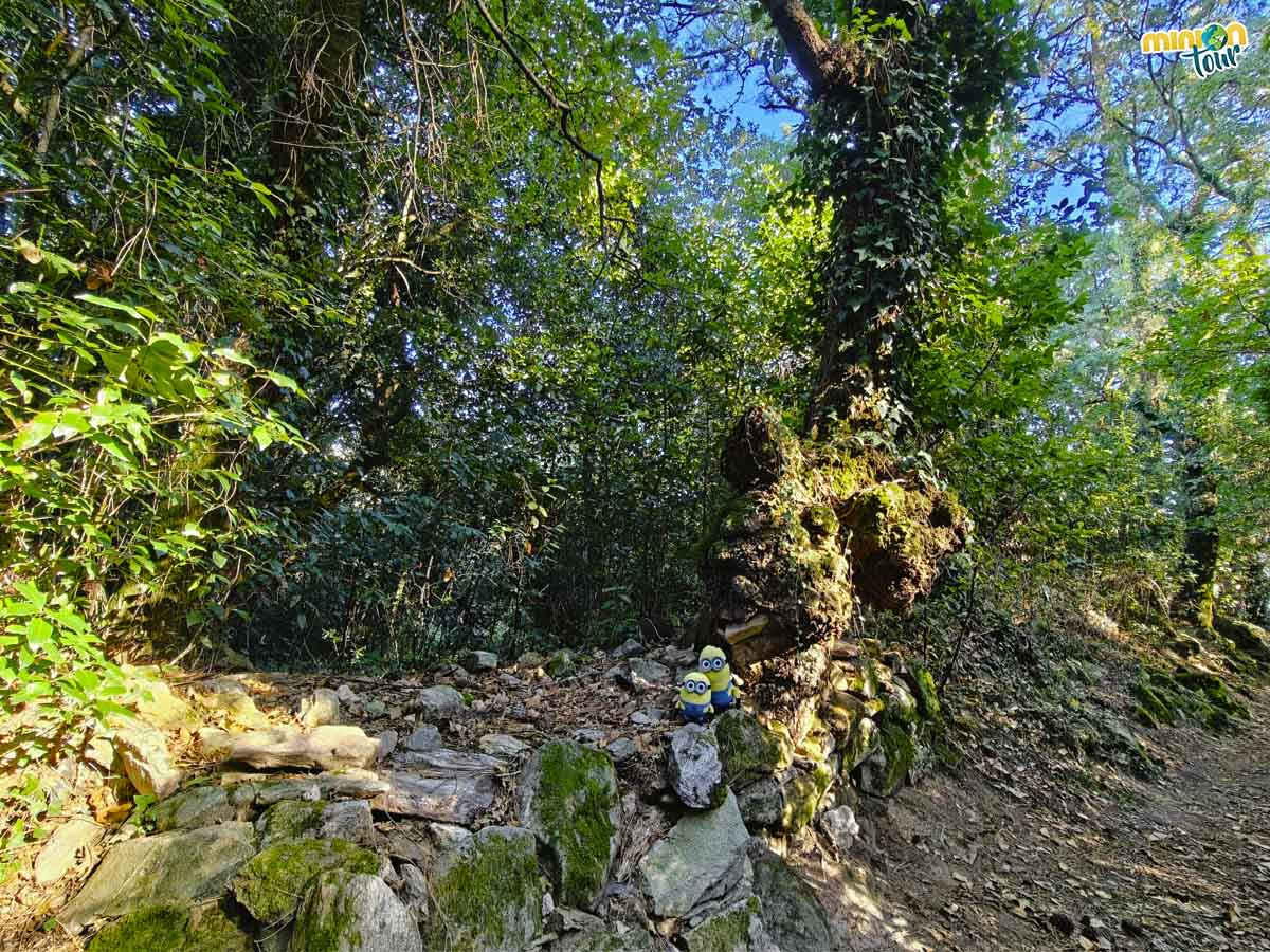 Este es el árbol come piedras de Cortegada